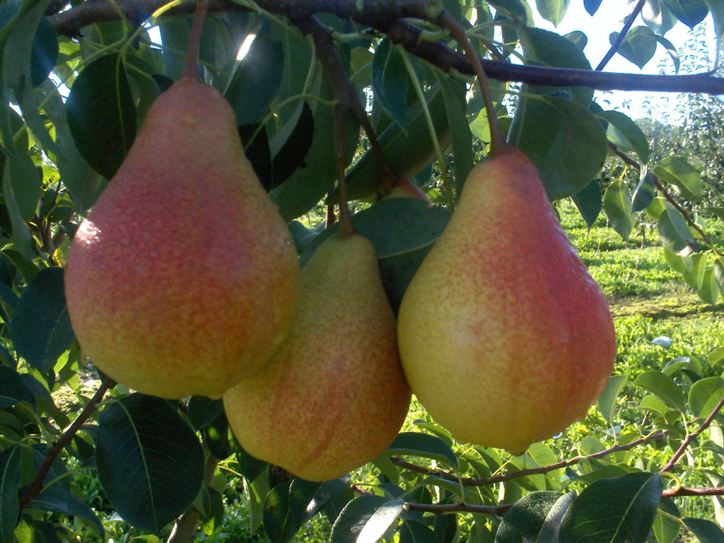 what varieties of pears are good