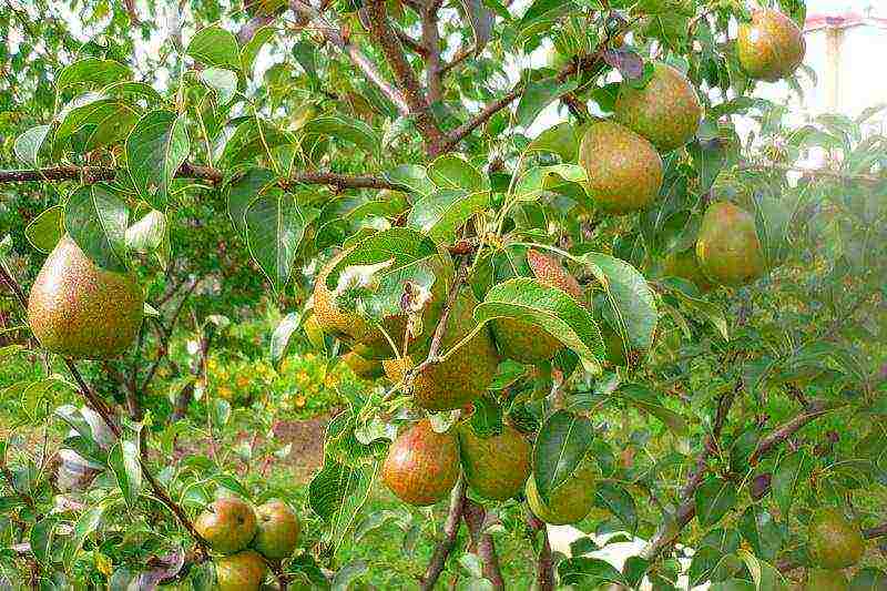 what varieties of pears are good