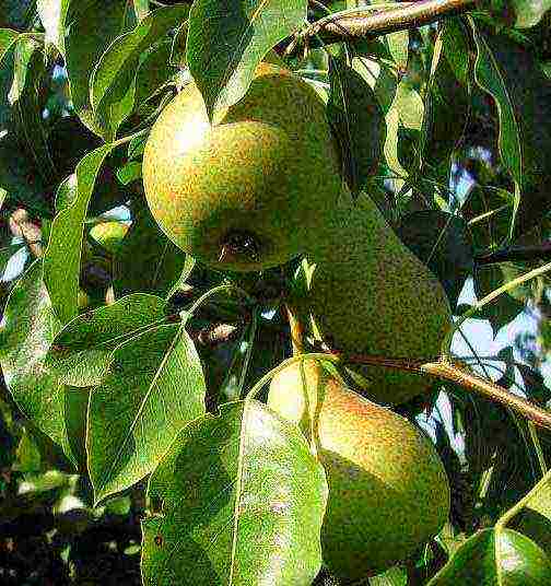 what varieties of pears are good