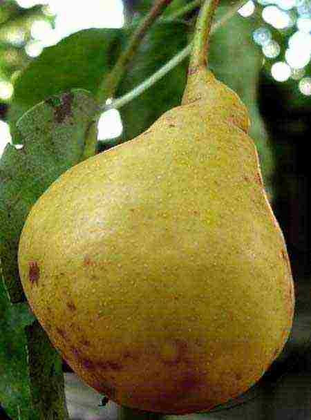 what varieties of pears are good