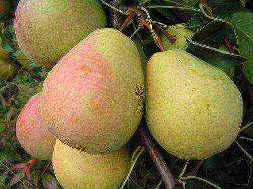 what varieties of pears are good