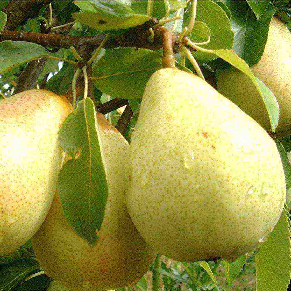 what varieties of pears are good