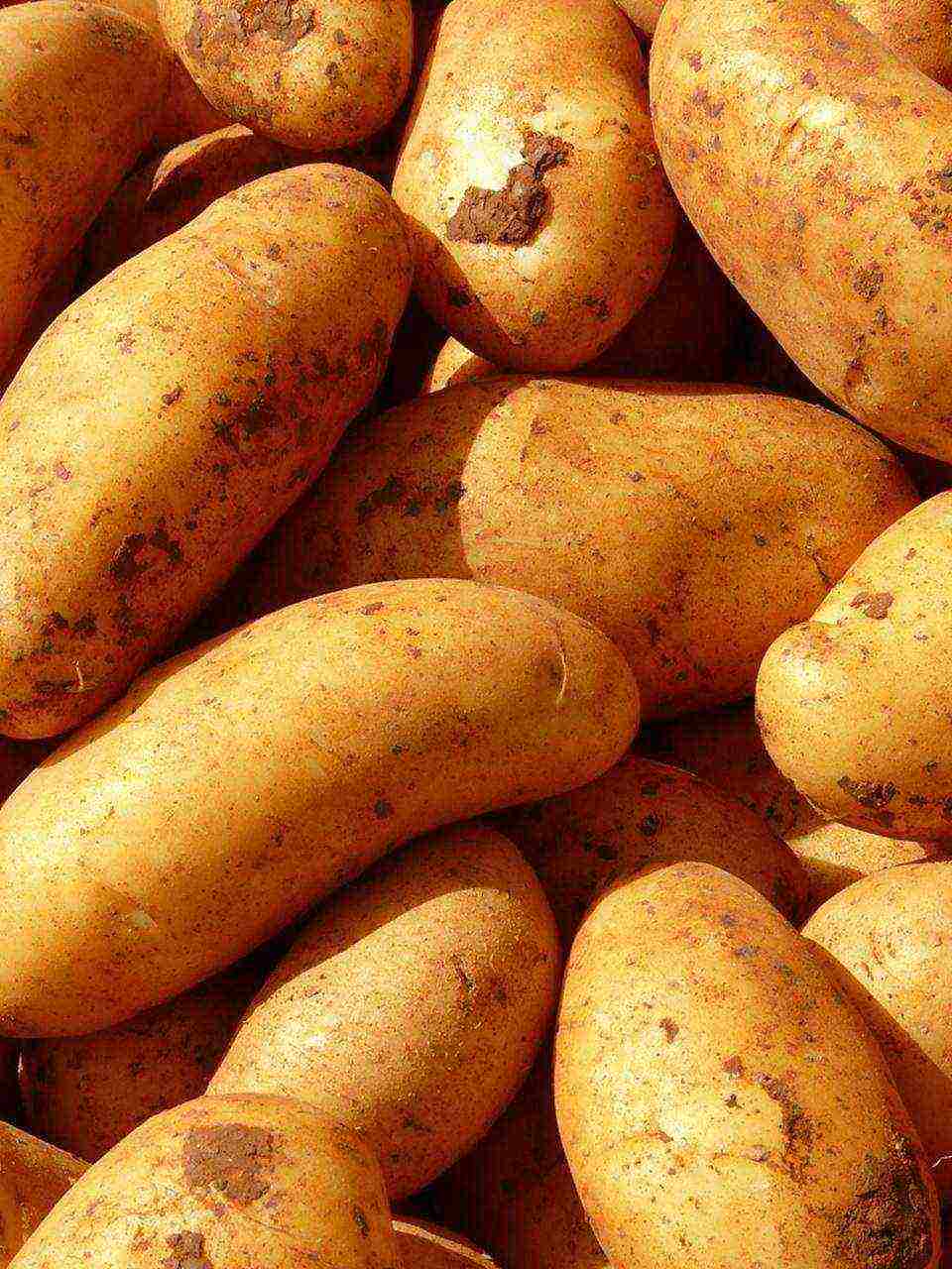 what varieties of potatoes are grown in the Penza region