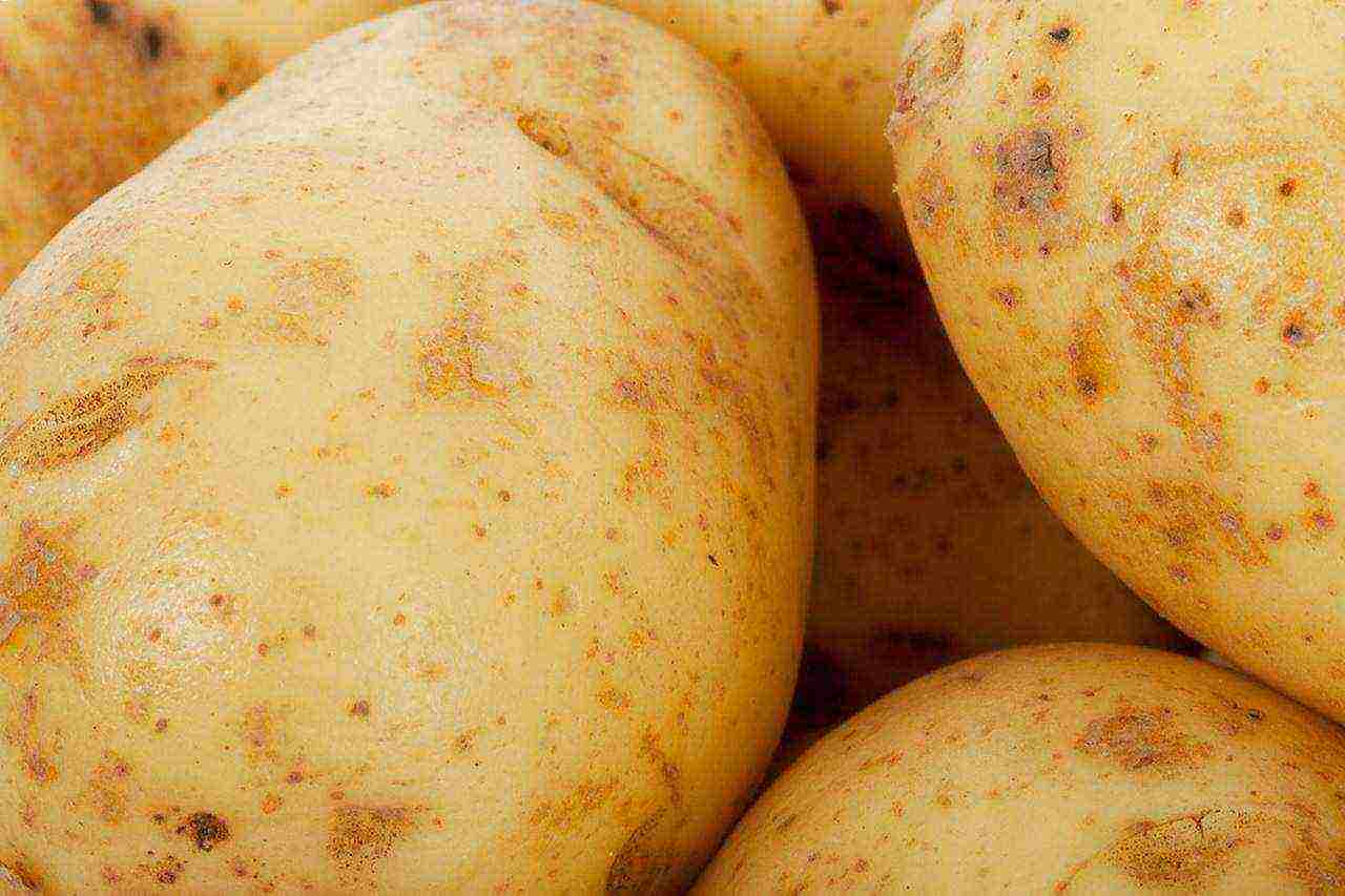 what varieties of potatoes are grown in the Primorye Territory