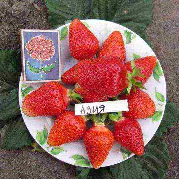 what varieties of strawberries are grown by the Lenin State Farm