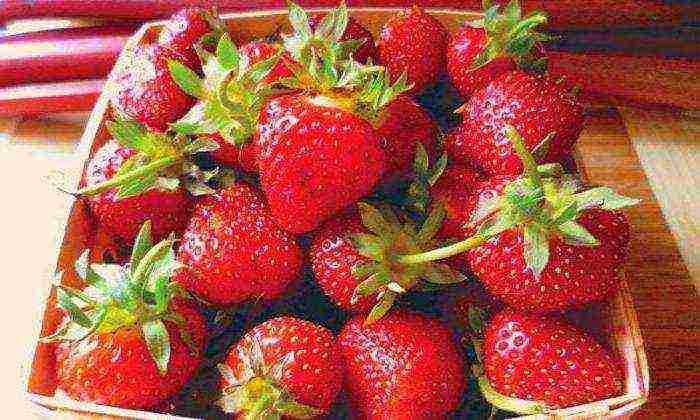 what varieties of strawberries are grown by the Lenin State Farm