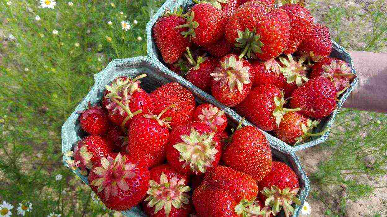 what varieties of strawberries are grown by the Lenin State Farm