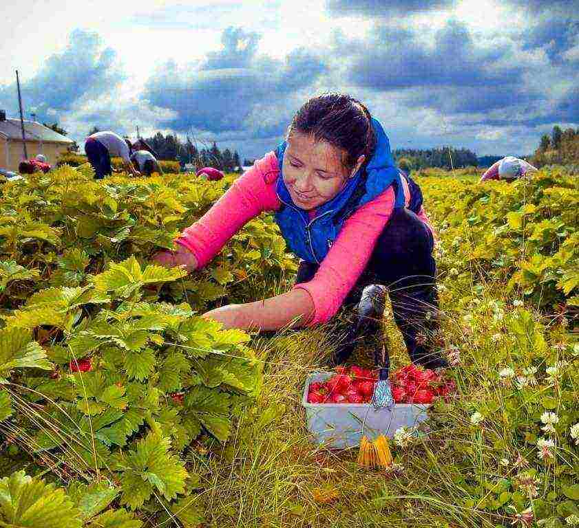 what varieties of strawberries are grown by the Lenin State Farm