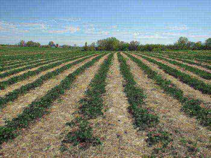 what varieties of strawberries are grown on the state farm named after Lenin