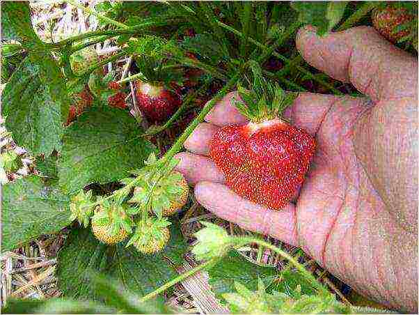 what varieties of strawberries are grown on the state farm named after Lenin