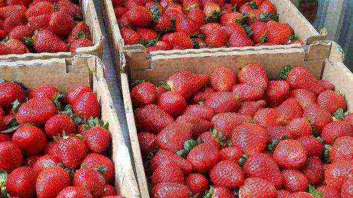 what varieties of strawberries are grown on the state farm named after Lenin