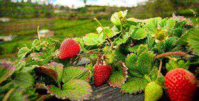 what varieties of strawberries are grown on the state farm named after Lenin