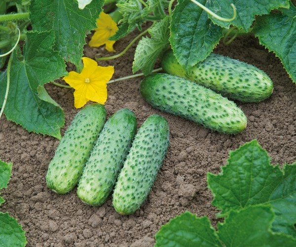 what varieties of cucumbers are good