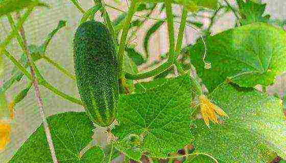 what varieties of cucumbers are best to grow on the balcony