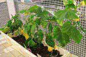 what varieties of cucumbers are best to grow on the balcony