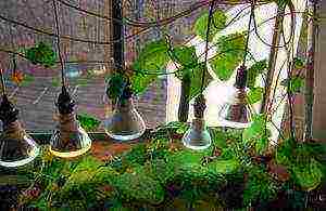 what varieties of cucumbers are best to grow on the balcony