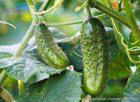 what varieties of cucumbers are best to grow on the balcony