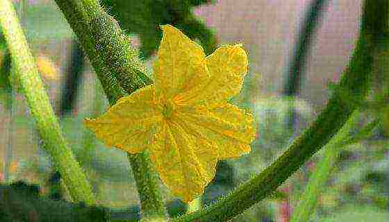 what varieties of cucumbers are best to grow on the balcony