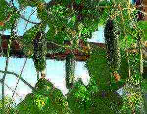 what varieties of cucumbers are best to grow on the balcony