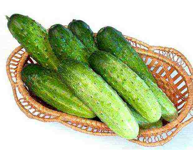 what varieties of cucumbers are best to grow on the balcony