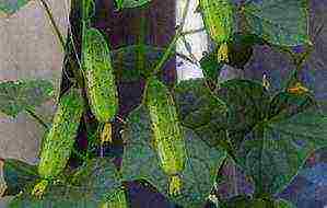 what varieties of cucumbers are best to grow on the balcony