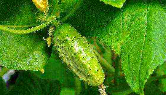 what varieties of cucumbers are best to grow on the balcony