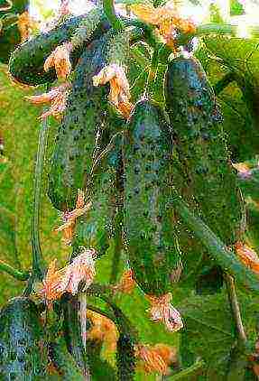 what varieties of cucumbers are best to grow on the balcony