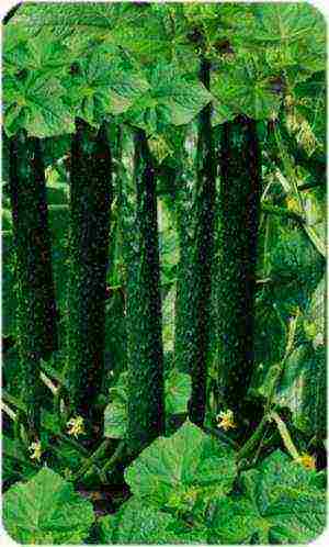 what varieties of cucumbers are best to grow on the balcony