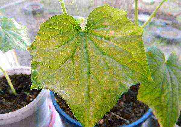 what varieties of cucumbers can be grown on the windowsill