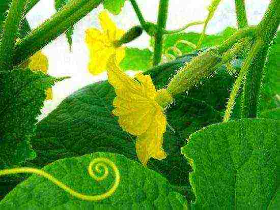 what varieties of cucumbers can be grown in one stem