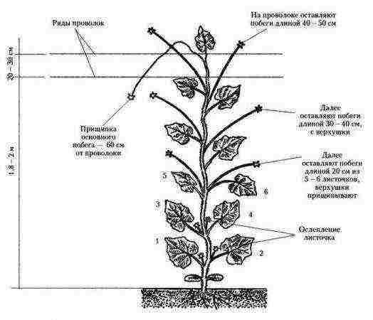 what varieties of cucumbers can be grown in one stem