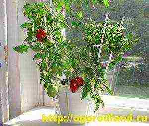 what varieties of vegetables can be grown on the windowsill