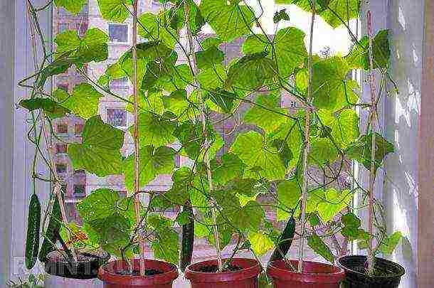 what varieties of vegetables can be grown on the windowsill