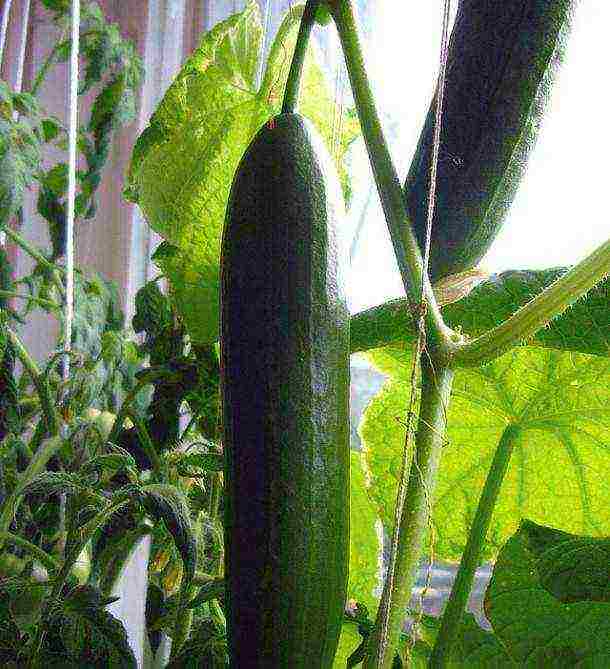 what varieties of vegetables can be grown on the windowsill