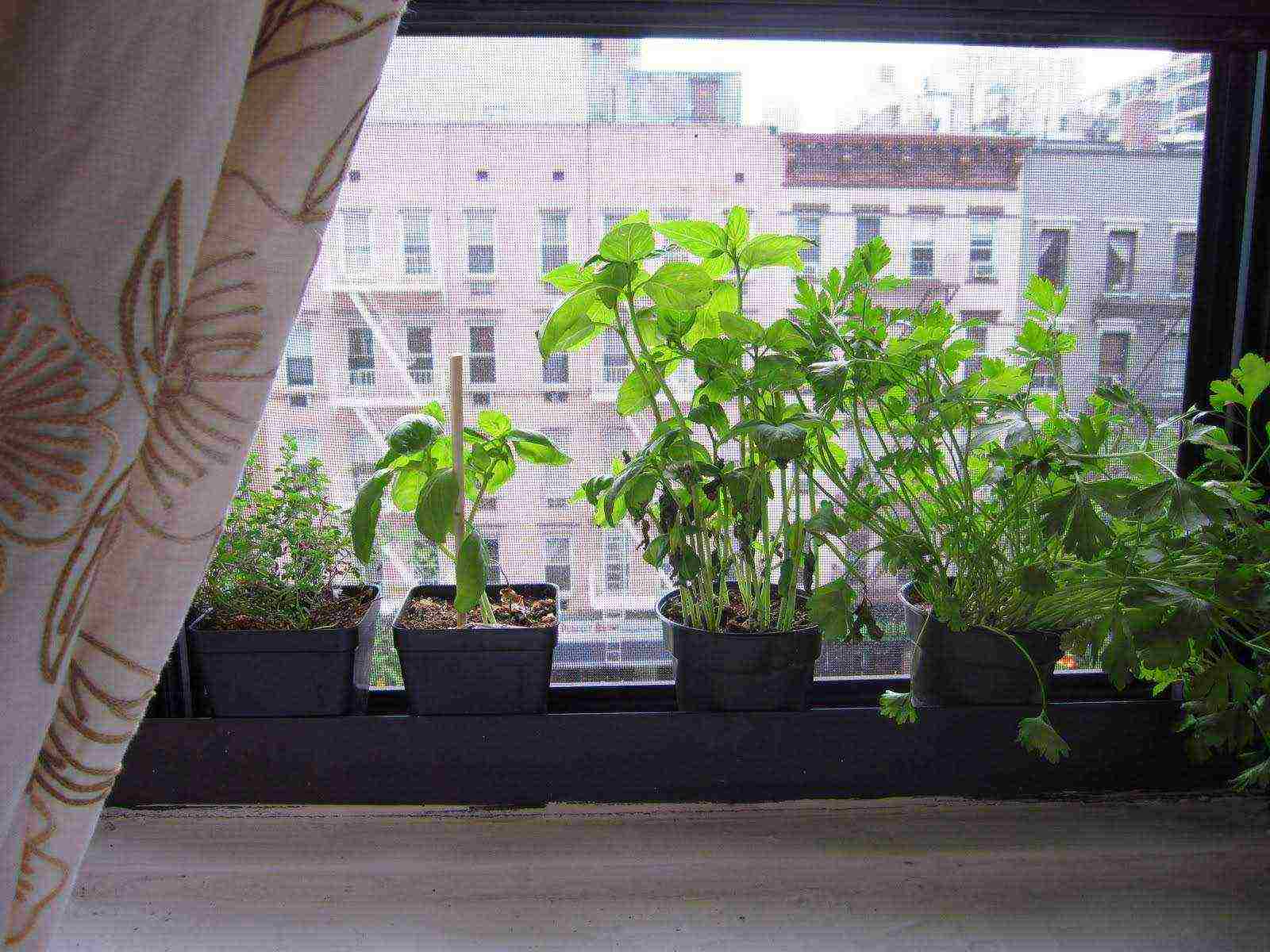 what varieties of vegetables can be grown on the windowsill