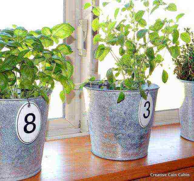 what varieties of vegetables can be grown on the windowsill