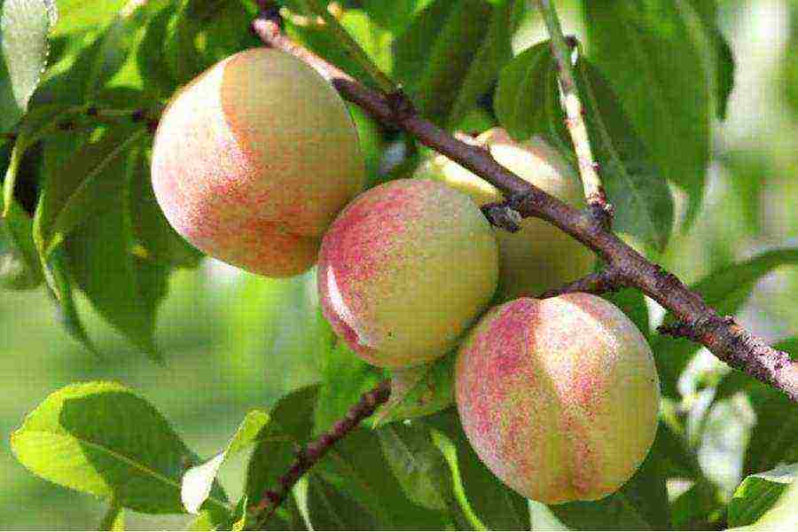 what varieties of peaches can be grown in the suburbs