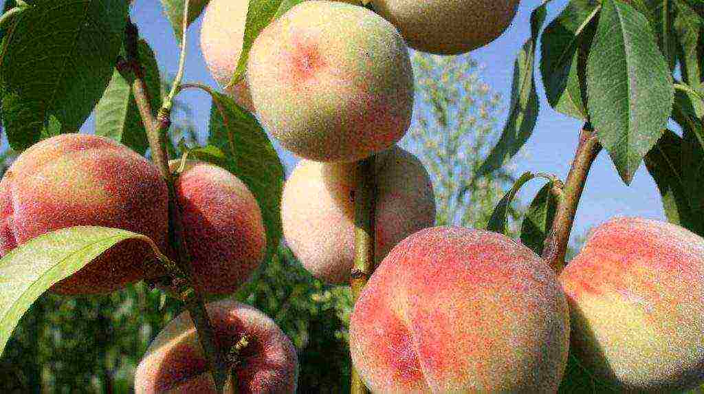 what varieties of peaches can be grown in the suburbs