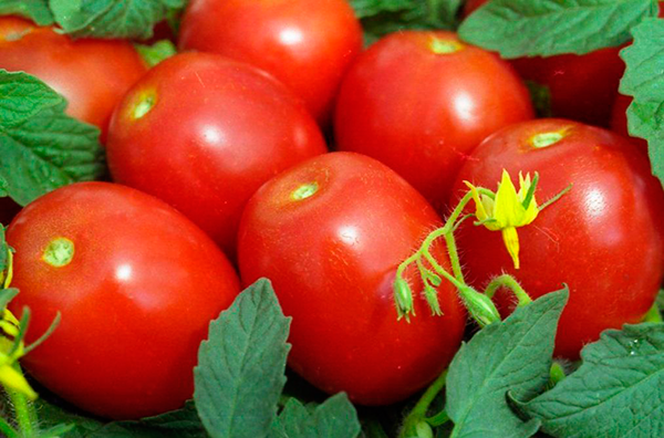 what varieties of tomatoes are best grown in the suburbs