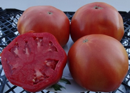 what varieties of tomatoes are best grown in the suburbs