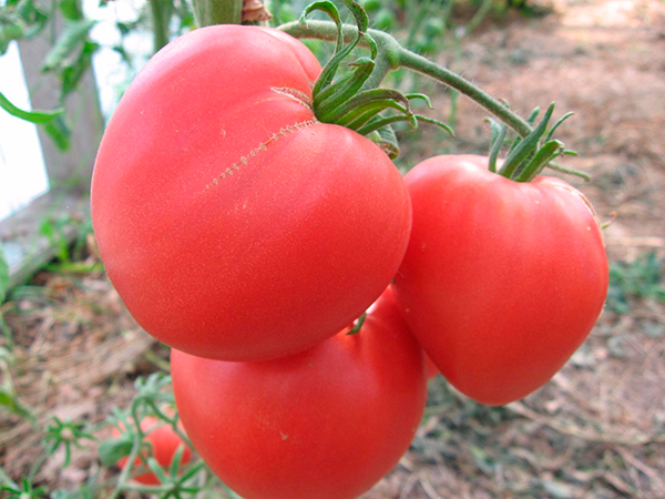 what varieties of tomatoes are best grown in the suburbs