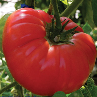 what varieties of tomatoes are best grown in the suburbs