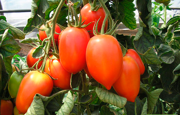 what varieties of tomatoes are best grown in the suburbs