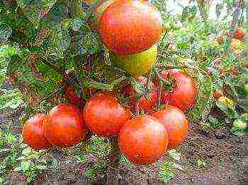 what varieties of tomatoes are best grown in the suburbs