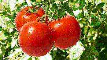 what varieties of tomatoes are best grown in the suburbs