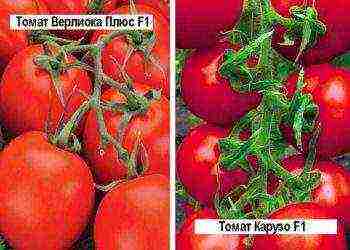 what varieties of tomatoes are best grown in the suburbs