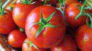 what varieties of tomatoes are best grown in the suburbs