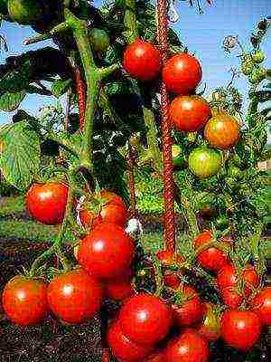 what varieties of tomatoes are best grown in the suburbs