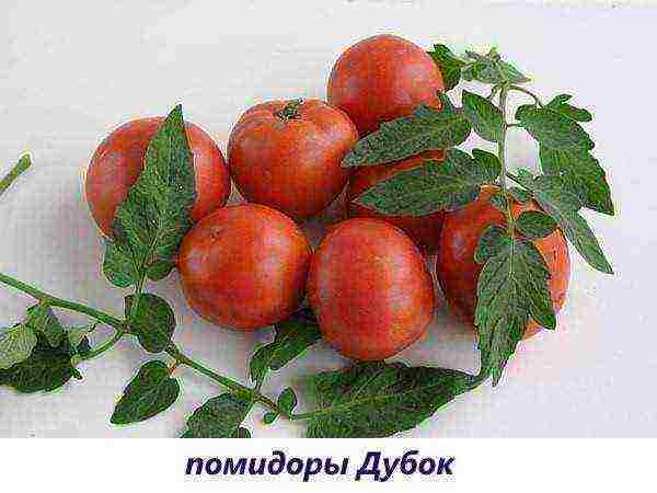 what varieties of tomatoes can be grown on the windowsill