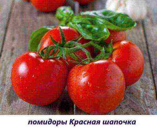 what varieties of tomatoes can be grown on the windowsill